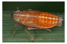 FLOW planthopper fulgoroidea fulgoromorpha insect